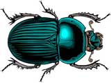 Beetle