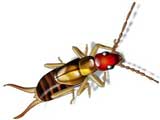 Earwig
