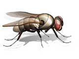 Fly