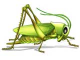 Grasshopper