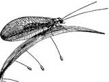 Lacewing