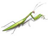 Praying Mantid