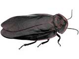 Roach