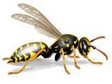 Wasp