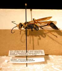 Properly labeled wasp