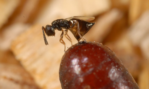 Muscidifurax raptorellus Girault & Sanders laying an egg in a fly puparium.