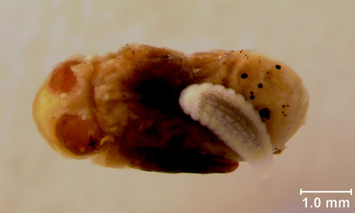 Muscidifurax raptor Girault & Sanders larva on a Musca domestica L. pupa. 