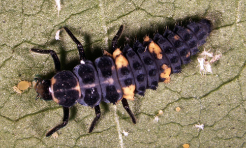 Third instar larvae of Hippodamia convergens.