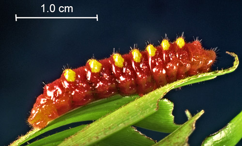 Eumaeus atala Poey mature larva.
