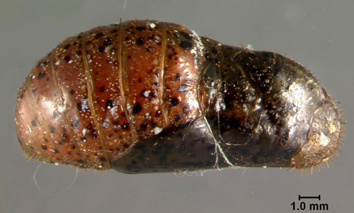 Healthy, eighteen-day-old Eumaeus atala Poey pupa that will eclose within a day or two. Note black wing pads, reddish abdomen, and bitter-tasting droplets.