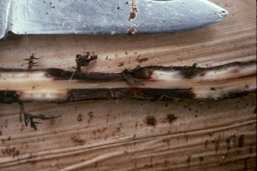 Banana roots infected by Radopholus similis