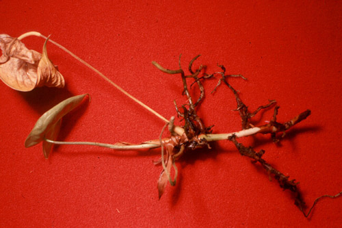 Radopholus similis infection of antherium, causing rotting of the root system