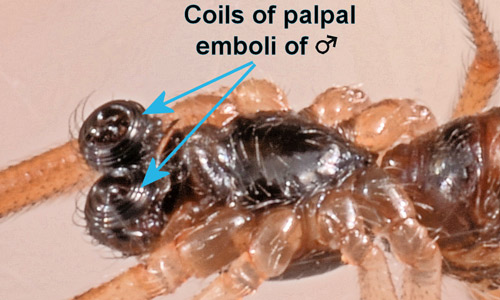 Male brown widow spider, Latrodectus geometricus Koch, showing coiled emboli in the palps. 