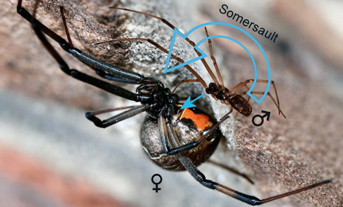 Diagrammatic combined photos of male and female brown widow spiders, Latrodectus geometricus Koch, to illustrate male somersault behavior.
