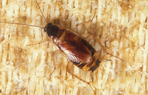Dorsal view of a female brown-banded cockroach, Supella longipalpa Fabricius. 