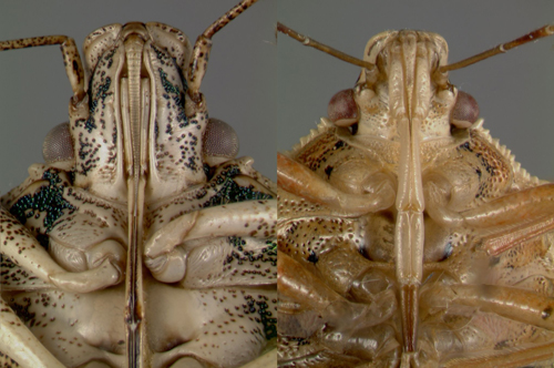 Comparison of the mouthparts of a plant feeding stink bug versus a predatory stink bug