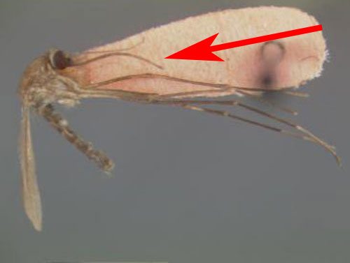 Adult female Culiseta melanura showing long proboscis