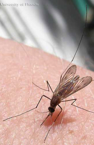 Adult female common malaria mosquito, Anopheles quadrimaculatus Say.