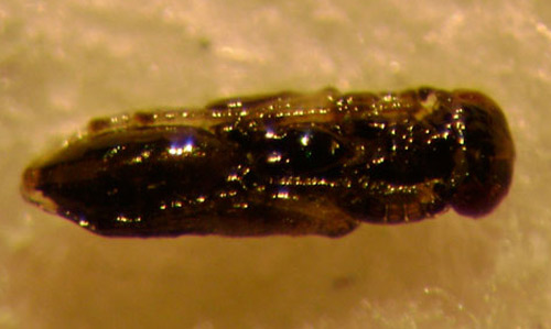 Late stage of pupae of Diglyphus spp. turn black in color. In this image the head is to the right. Larvae in this genus are external parasitoids of dipteran leafminers.