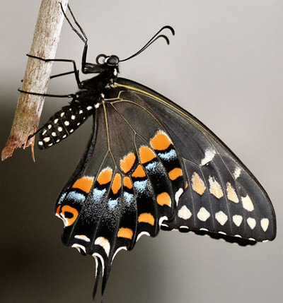 Adult female eastern black swallowtail, Papilio polyxenes asterius (Stoll), with wings closed. 