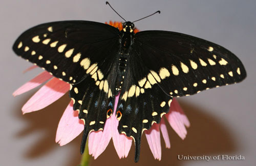 Adult male eastern black swallowtail, Papilio polyxenes asterius (Stoll), with wings spread. 