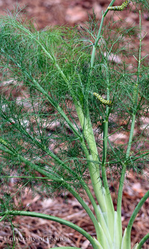 Sweet fennel, Foeniculum vulgare Mill., a host of the eastern black swallowtail, Papilio polyxenes asterius (Stoll). 
