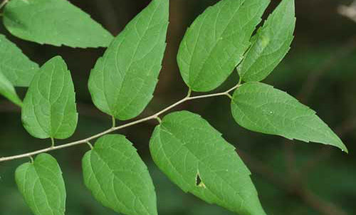 Sugarberry, Celtis laevigata Willd., a host of the question mark, Polygonia interrogationis (Fabricius). 