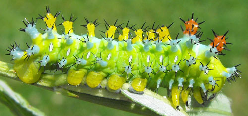 Fourth instar larva of the cecropia moth, Hyalophora cecropia Linnaeus.