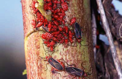 Adults and nymphs of the cotton stainer, Dysdercus suturellus (Herrich-Schaeffer).