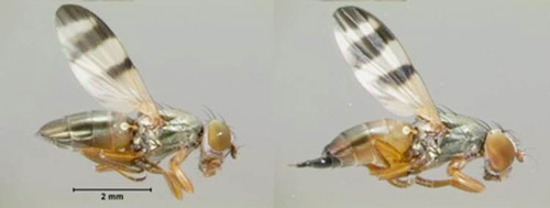 Chaetopsis massyla male (left) and female (right)