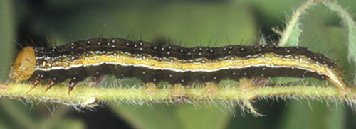 Dark form of a velvetbean caterpillar, Anticarsia gemmatalis (Hübner). 