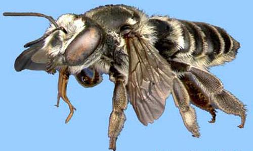 A leafcutting bee, Megachile sp. 