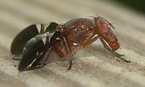 Lateral view of an adult Delphinia picta (Fabricius), a picture-winged fly