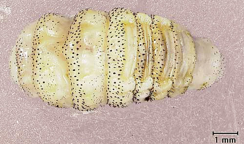 Second instar larva of the tree squirrel bot fly, Cuterebra emasculator Fitch, from an eastern gray squirrel (dorsal view, anterior end to left).