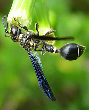 An adult male Zethus spinipes Fox. Notice apical curve on antenna that indicates a male. Image taken in Indian River County, Florida, so species is most likely Z. s. variegatus Say.