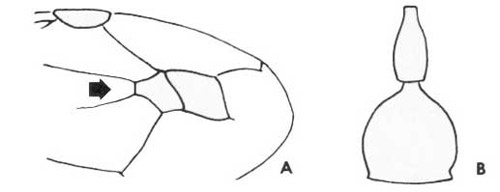 Zethus spp. wing (A) and abdomen (B).