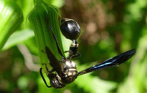 An adult male Zethus spinipes Fox. Notice apical curve on antenna that indicates a male. Image taken in Indian River County, Florida, so species is most likely Z. s. variegatus Say. 