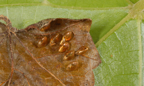 Eggs of Euthochtha galeator (Fabricius), leaf-footed bug, note the golden color of the eggs.