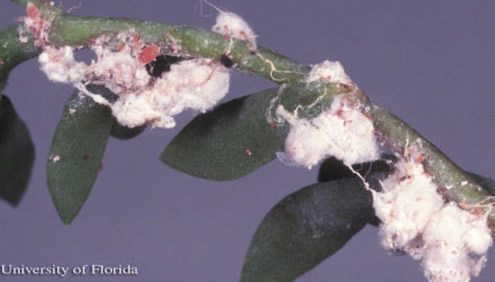 Infestation of the mealybug, Hypogeococcus pungens Granara de Willink.