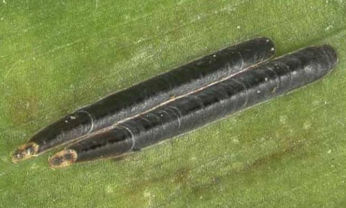 Adult female black thread scales, Ischnaspis longirostris (Signoret). 