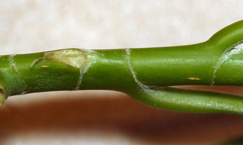Sweet bay, Magnolia virginiana L., twig showing stipular scars. 