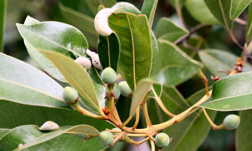 Silk bay fruit and galls of the red bay psyllid, Trioza magnoliae (Ashmead), on silk bay, Persea borbonia var. humilis. 