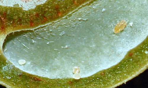 Dissected gall with early instar nymph of the red bay psyllid, Trioza magnoliae (Ashmead), and honeydew droplets covered with wax. 