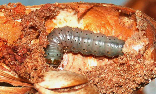 Mahogany shoot borer, Hypsipyla grandella (Zeller), larva. 
