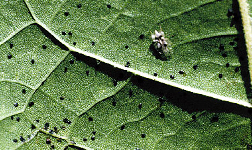 Adult sycamore lace bug, Corythucha ciliata (Say). 