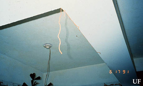 Heterotermes subterranean termite foraging tube dropping from living room ceiling, Santo Domingo, Dominican Republic.
