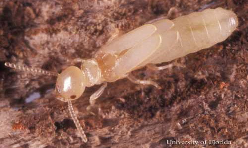 Young alate of Reticulitermes hageni Banks, a U.S. native subterranean termite. 