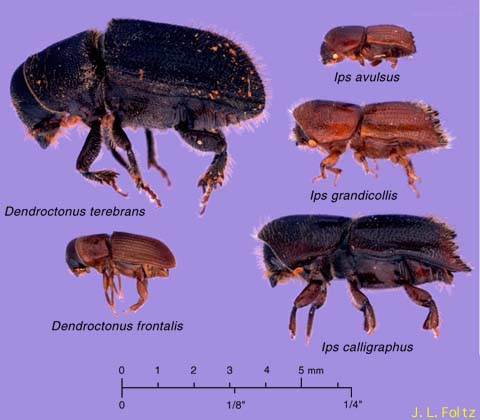 What is a pine borer beetle?