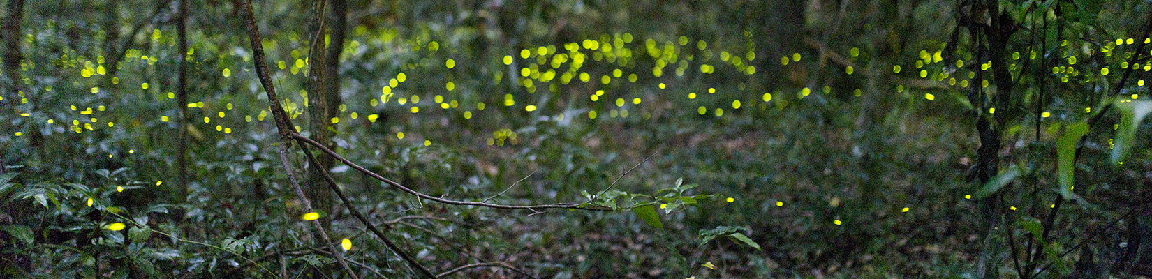 lightening bugs in the forest