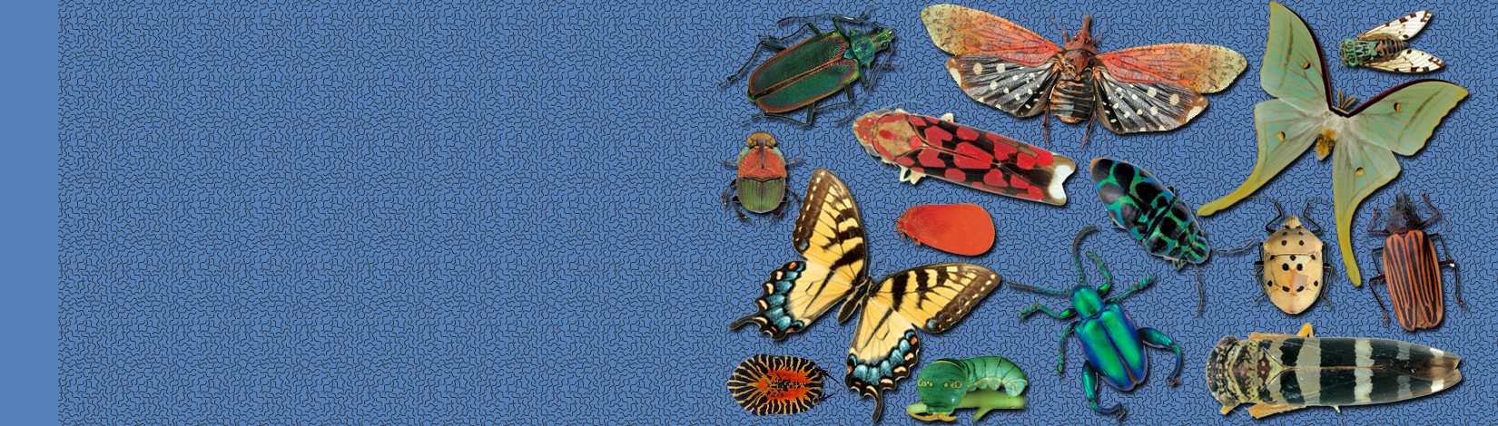 a web slider with link to newsletter